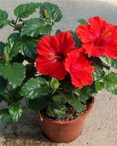 Hibiscus Red