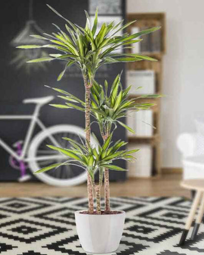 Dracaena Fragrans Rikki