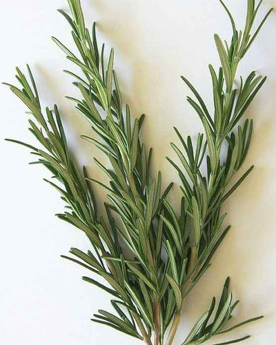 Rosemary