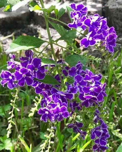 Duranta Erecta