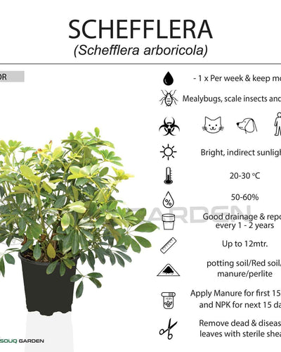 Schefflera