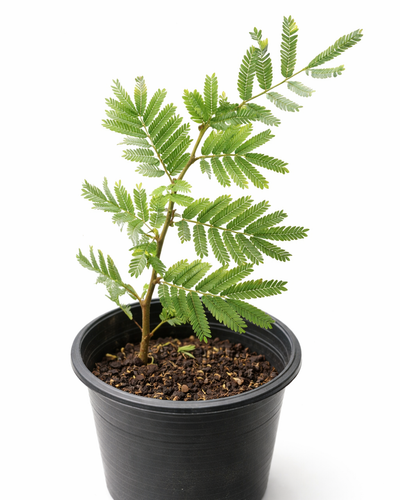 Ghaf Tree