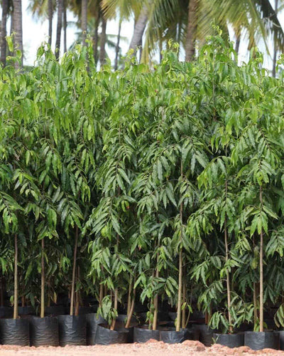 Ashoka Tree