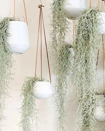 Spanish Moss Tillandsia Usneoides Hanging Air Plant
