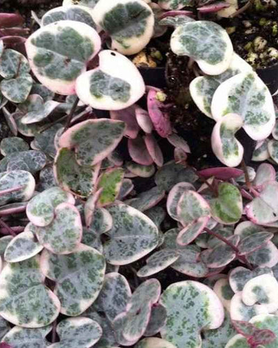 String Of Hearts