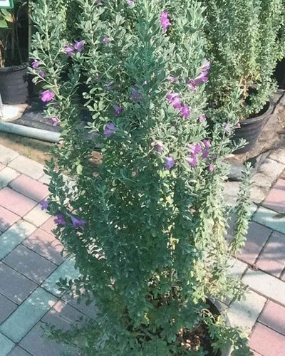 Texas Sage Leucophyllum
