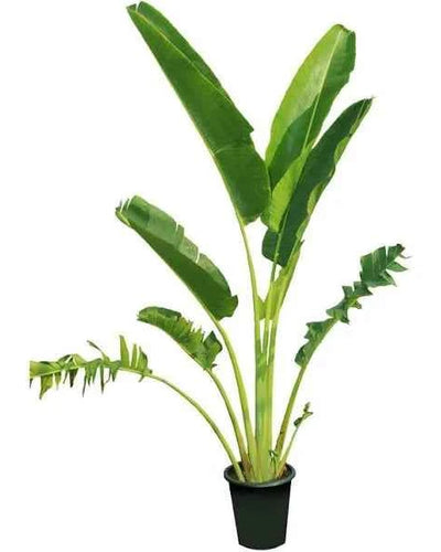 Traveler's Palm