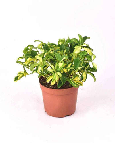 Schefflera Variegated