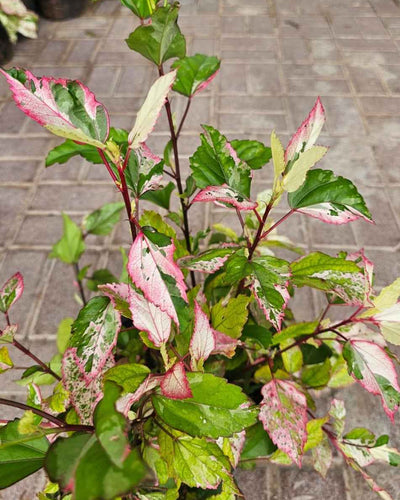 Variegated Hibiscus