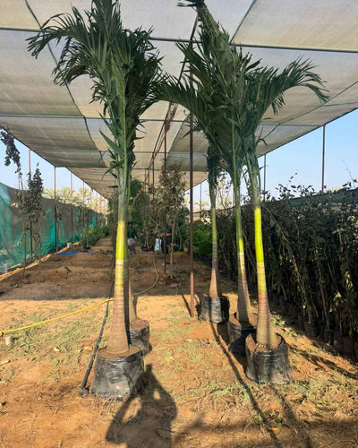Veitchia Palm