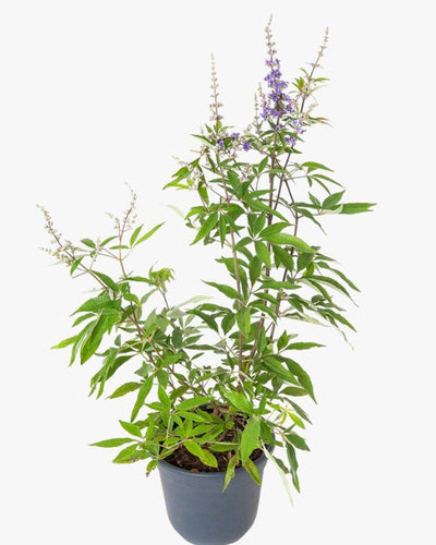 Vitex Agnus Castus