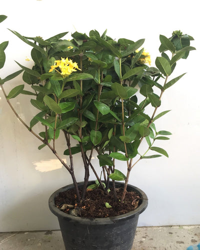 Ixora Coccinea Yellow