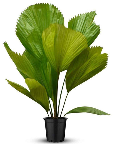 Licula grandis