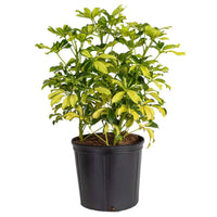 Schefflera Variegated