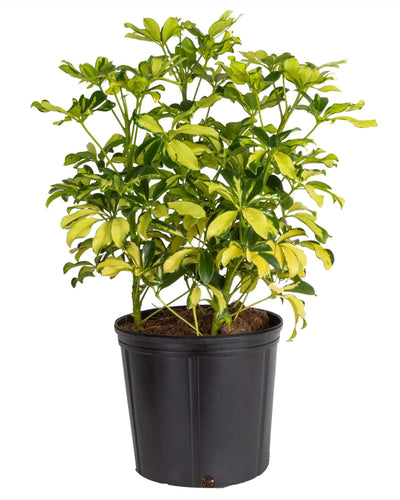 Schefflera Variegated