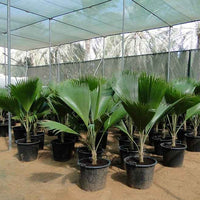 Pritchardia Pacifica