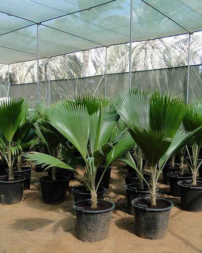 Pritchardia Pacifica