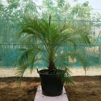Phoenix Roebelenii