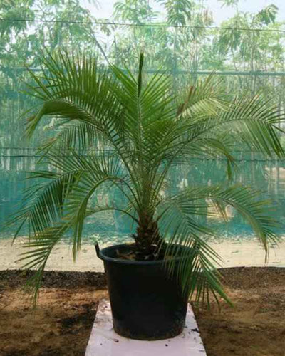 Phoenix Roebelenii