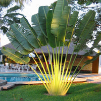 Ravenala Madagascariensis
