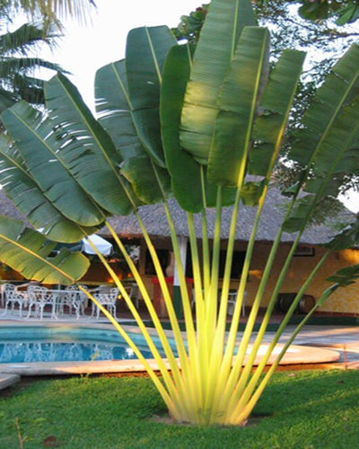 Traveller's Palm (Ravenala madagascariensis) fan-shaped plant
