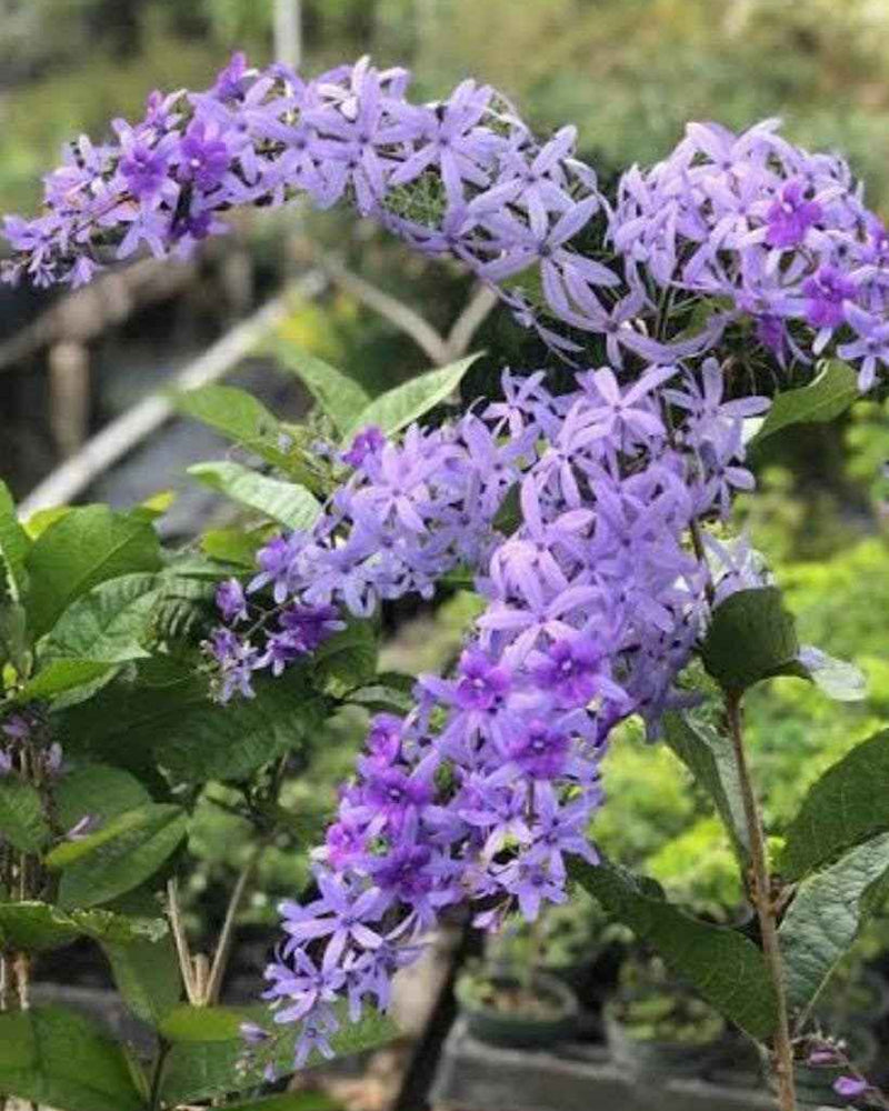 Petrea