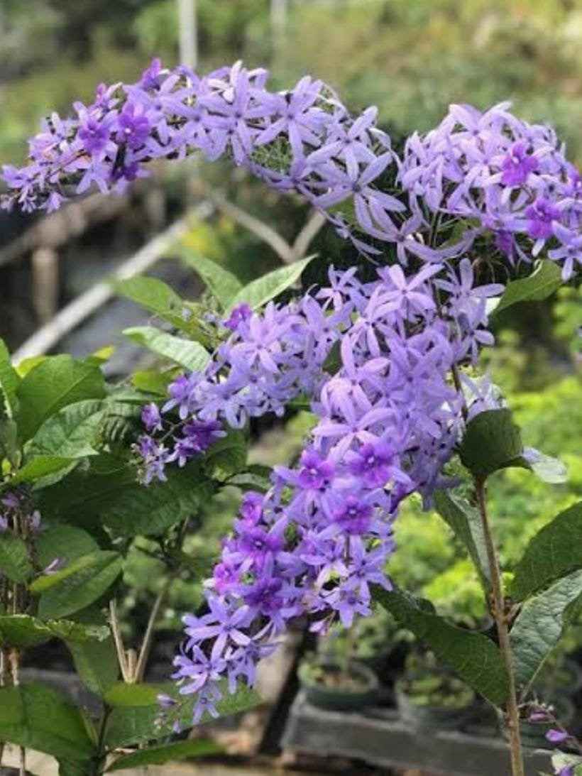 Petrea