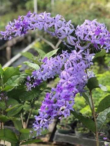 Petrea