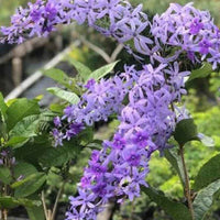 Petrea Volubilis