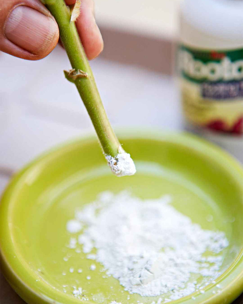 Rooting Powder