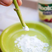 Rooting Powder
