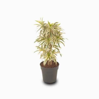 Song of India Dracaena Reflexa