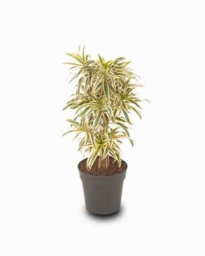 Song of India (Dracaena Reflexa)