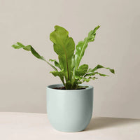 Birds Nest Fern