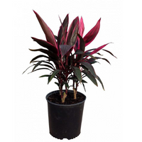 Cordyline