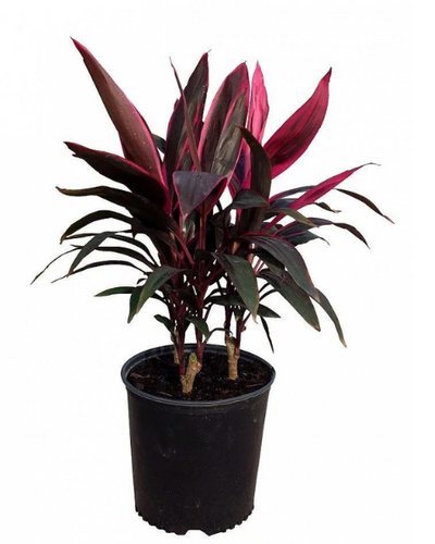 Cordyline