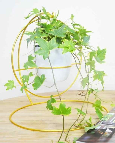 Ring Stand