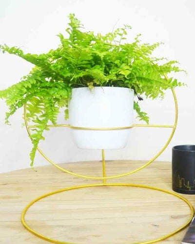 Ring Stand