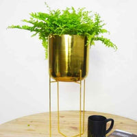 Plus Cylinder