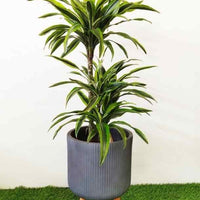 Legged Pot – Grey Stripe