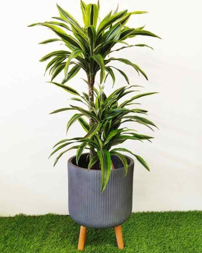 Legged Pot – Grey Stripe