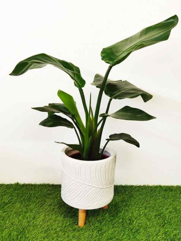 Legged Pot – White Fern Tall