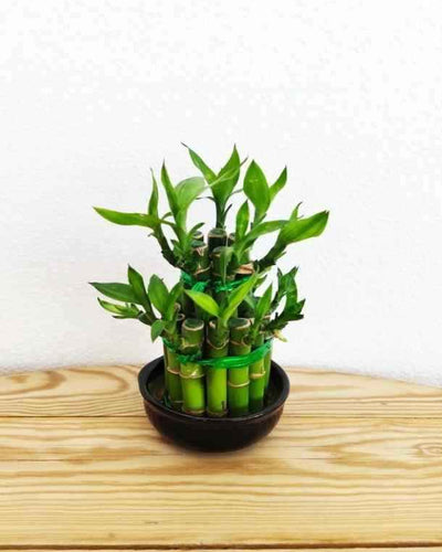 Lucky Bamboo