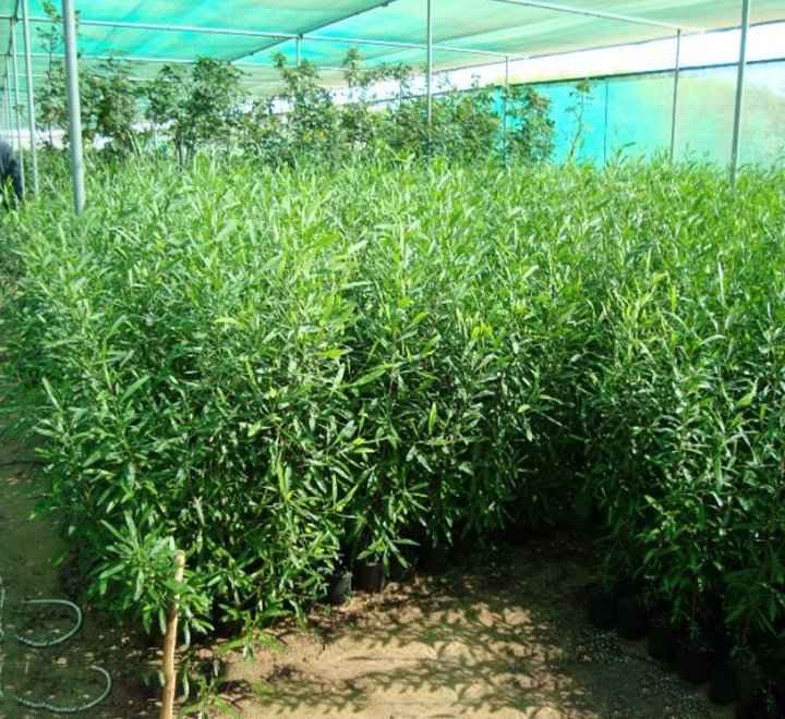 Purple Hop Bush – Dodonaea Viscosa