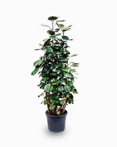 Polyscias Fabian
