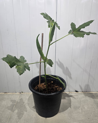 Ladies Finger(Okra)