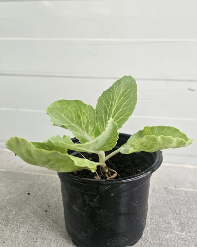 Cabbage