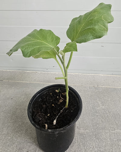 Brinjal Long