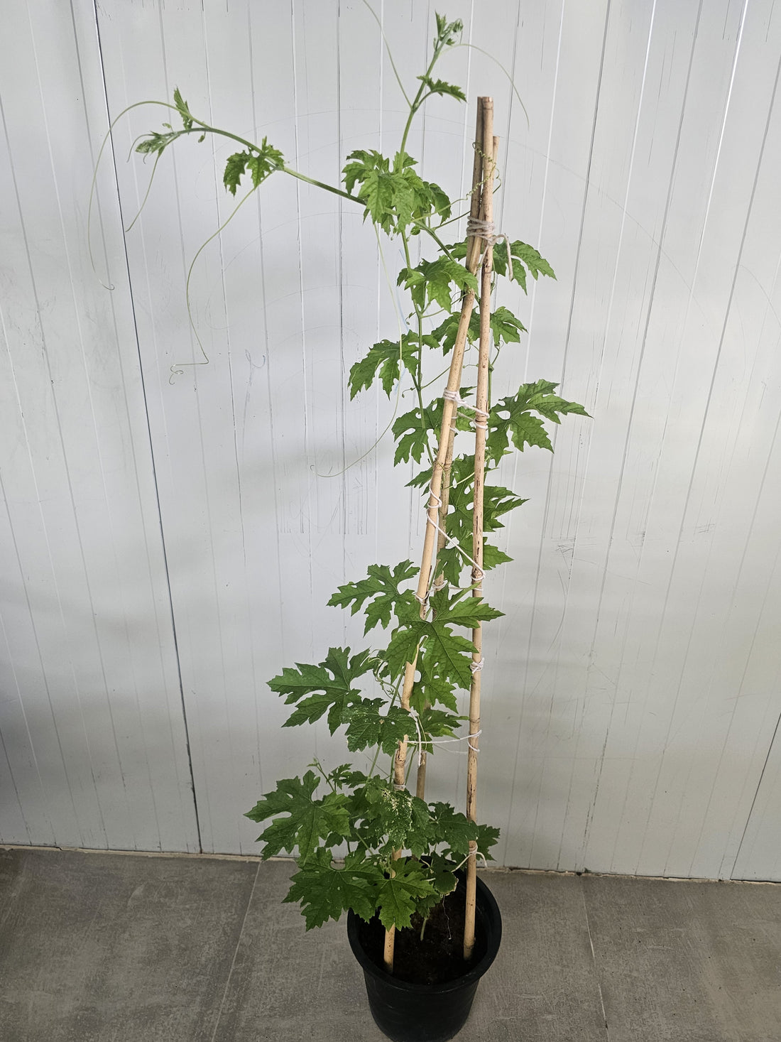 Bitter Gourd / Karela