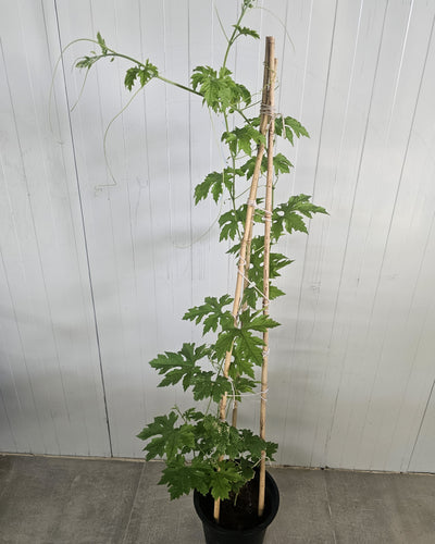 Bitter Gourd / Karela